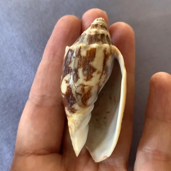 Bat Volute shell - Picture 7 of 7